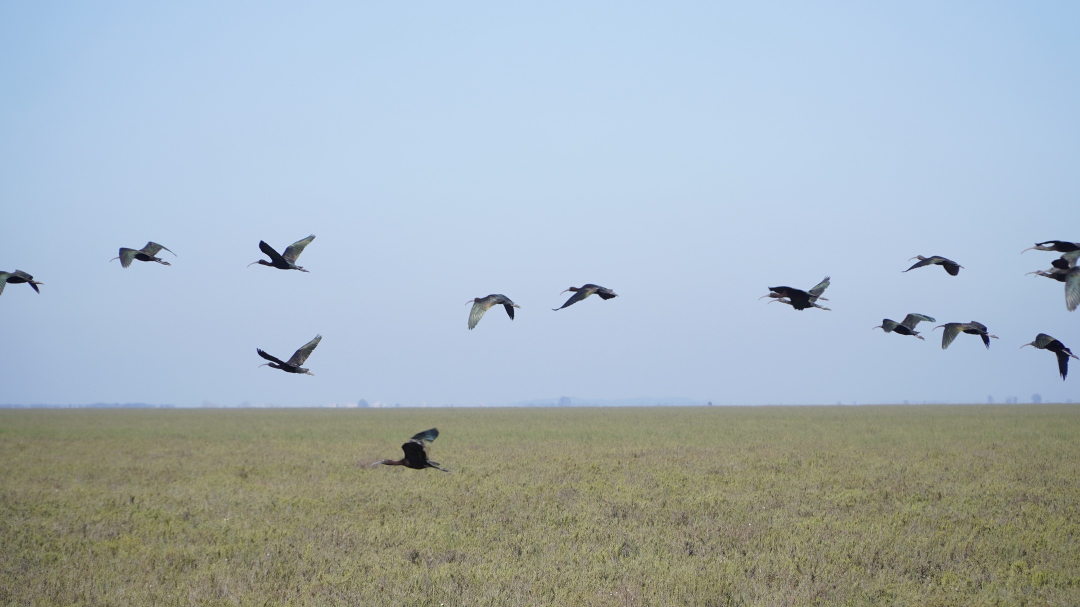 Moritos comunes en Doñana