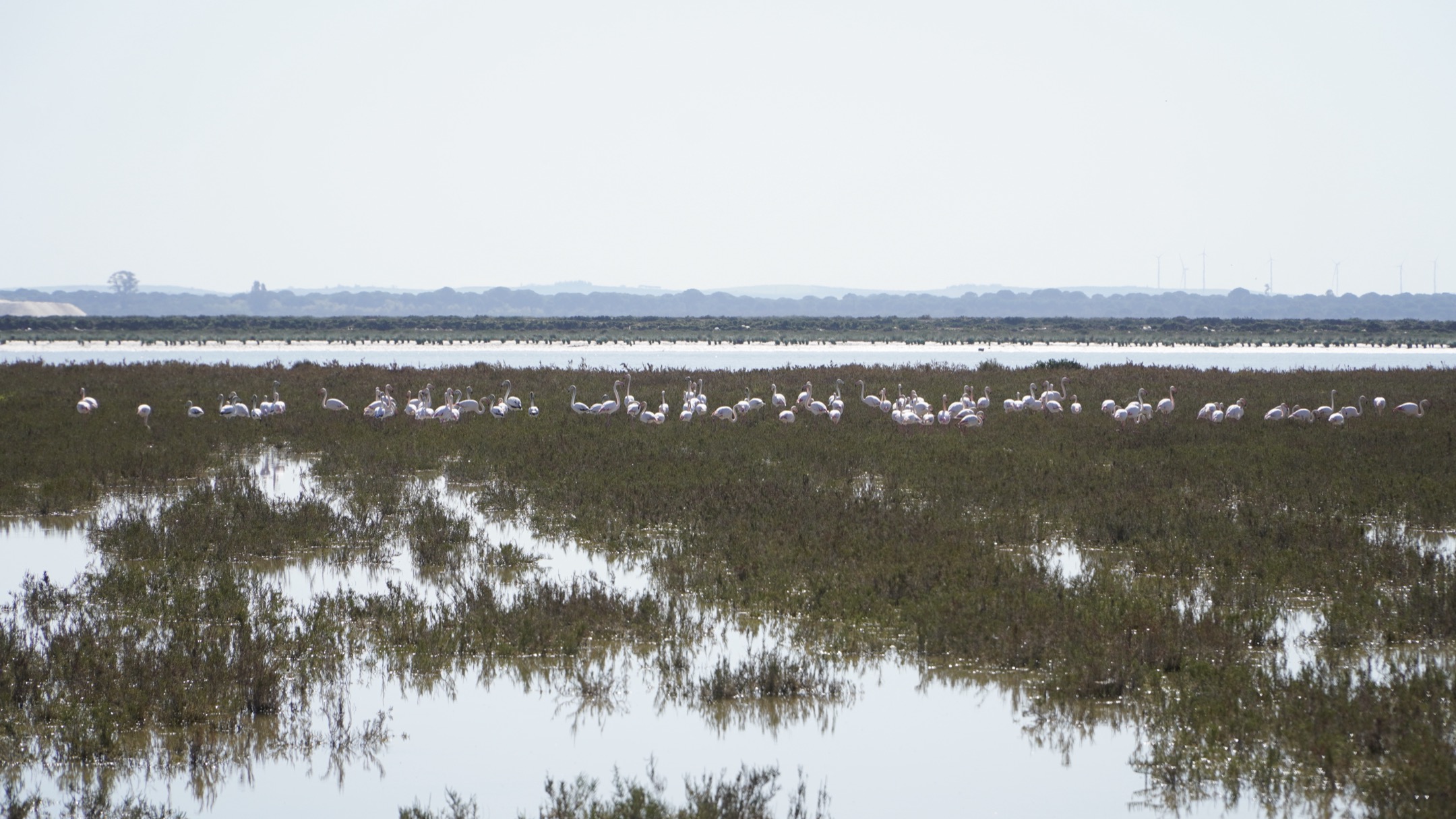 Flamencos en Doñana