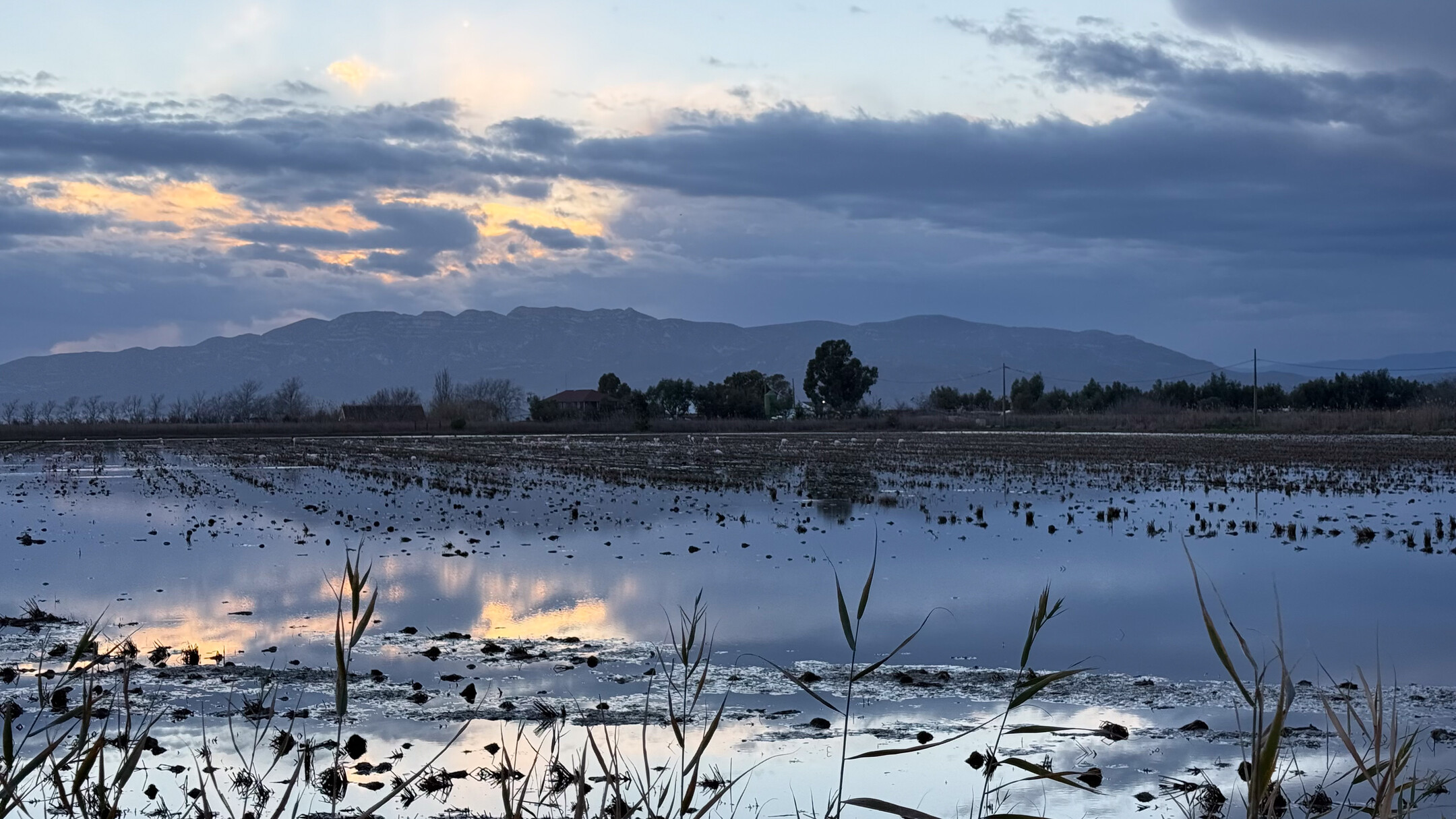 Arrozal en el Delta del Ebro