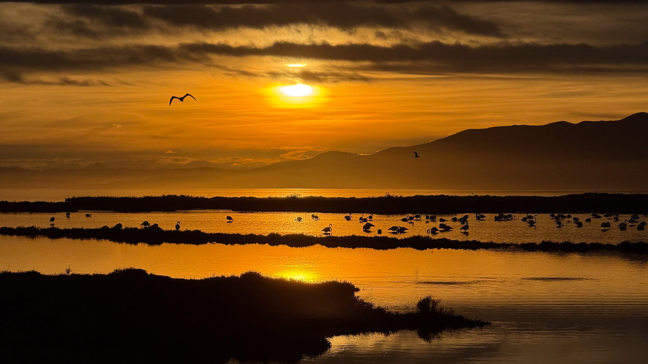 Flamencos al atardecer en la laguna de la Tancada en el Delta del Ebro