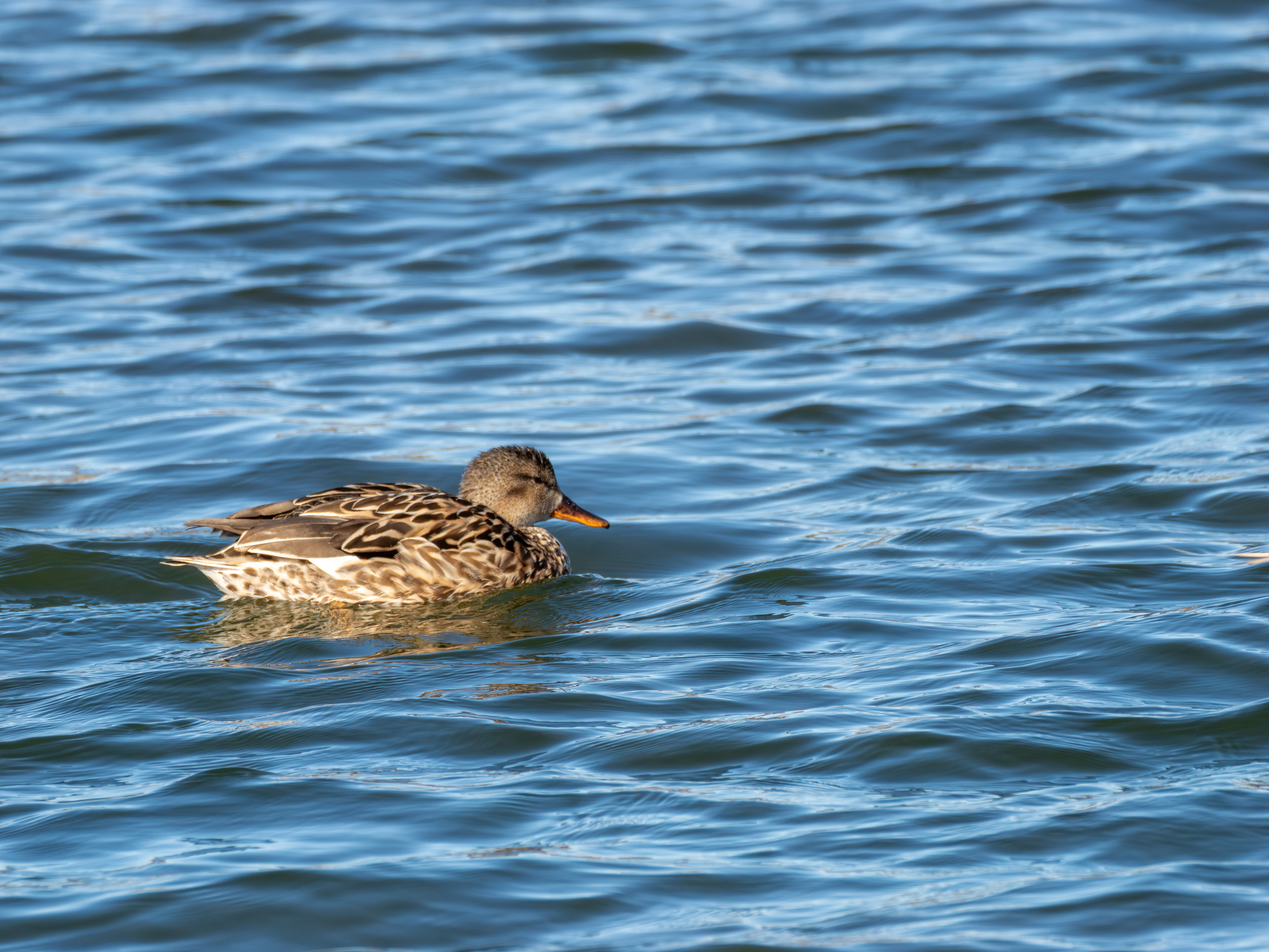 Ánade real (hembra) en Las Tablas de Daimiel