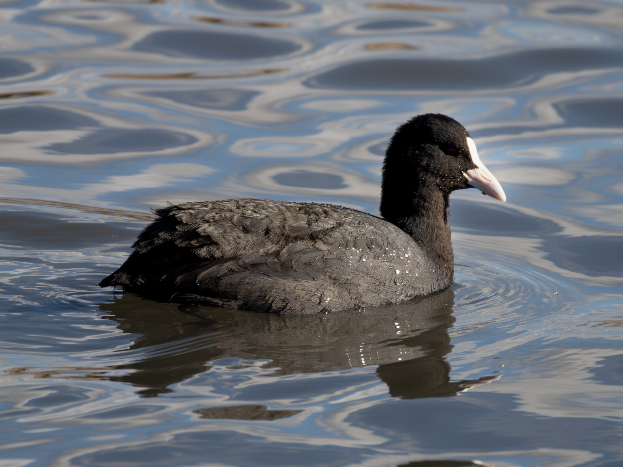 Focha común en Las Tablas de Daimiel