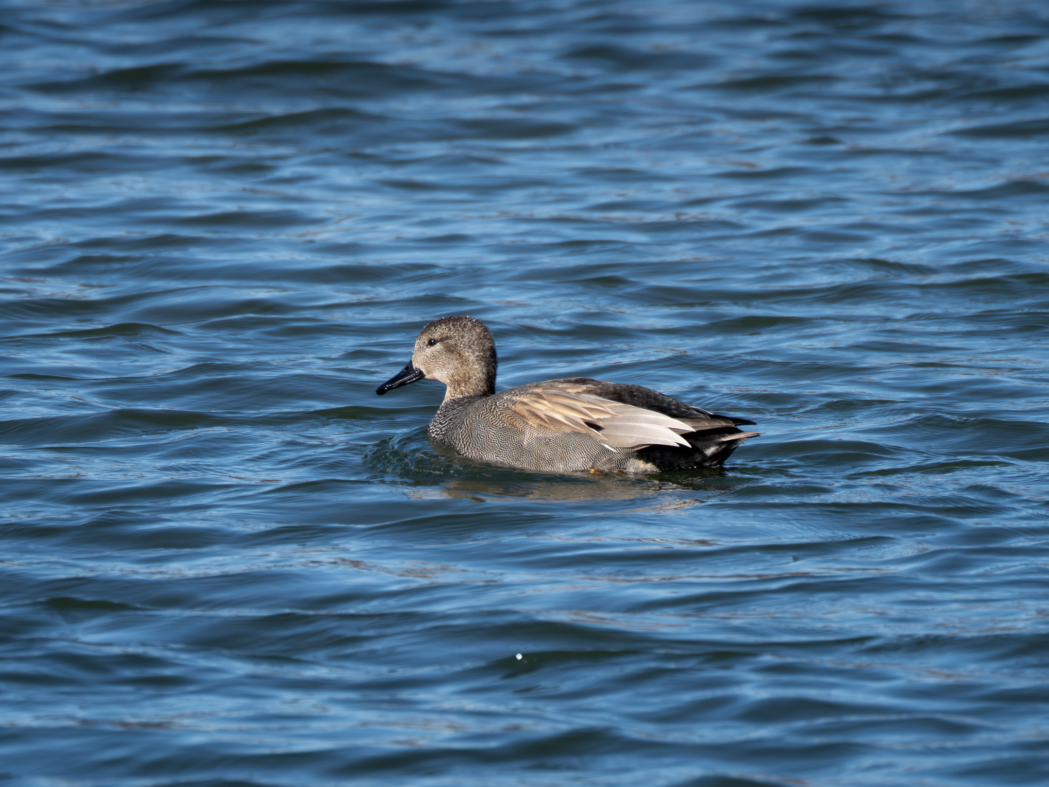 Ánade friso en Las Tablas de Daimiel