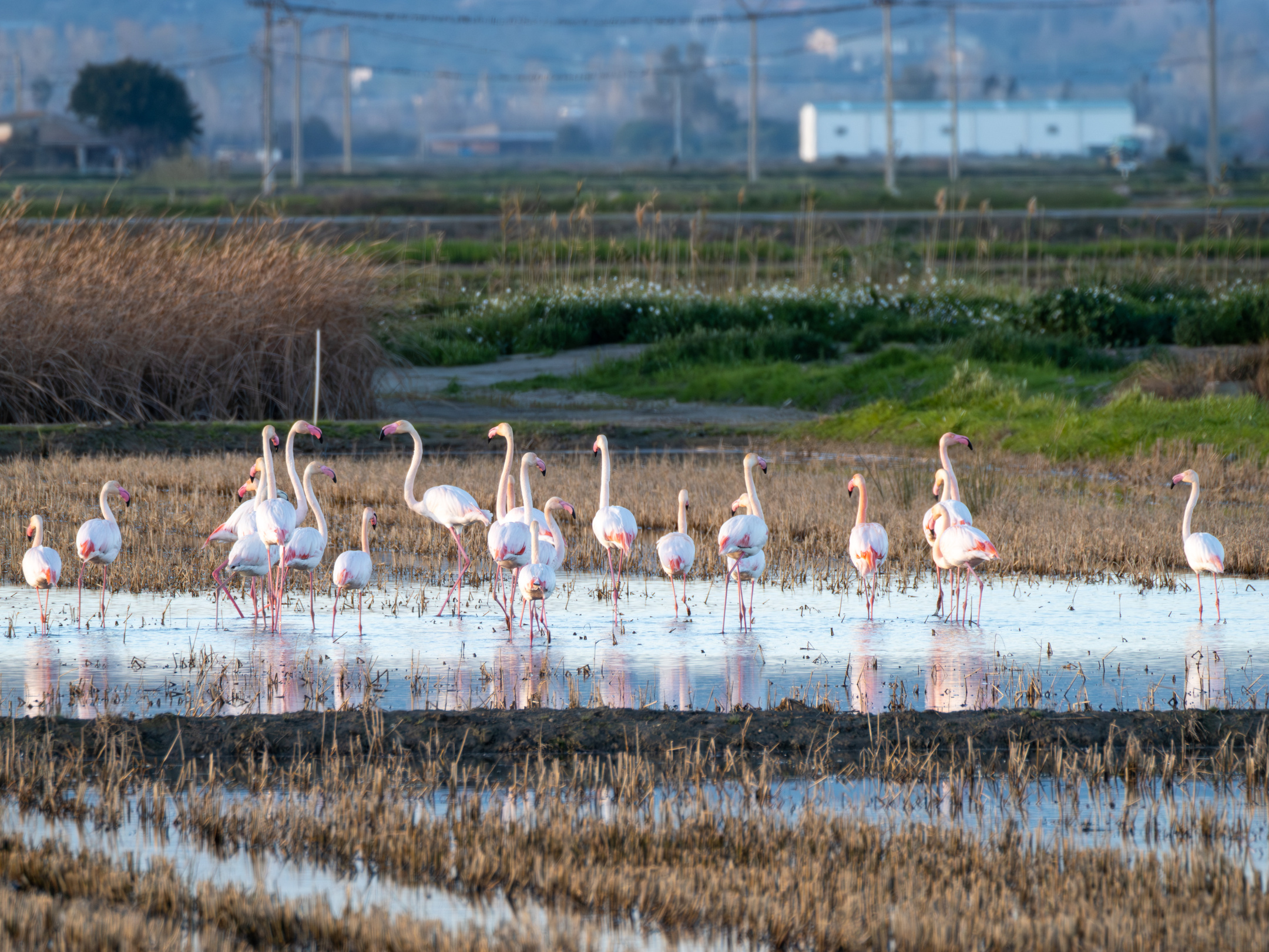 Flamencos en un arrozal en el Delta del Ebro