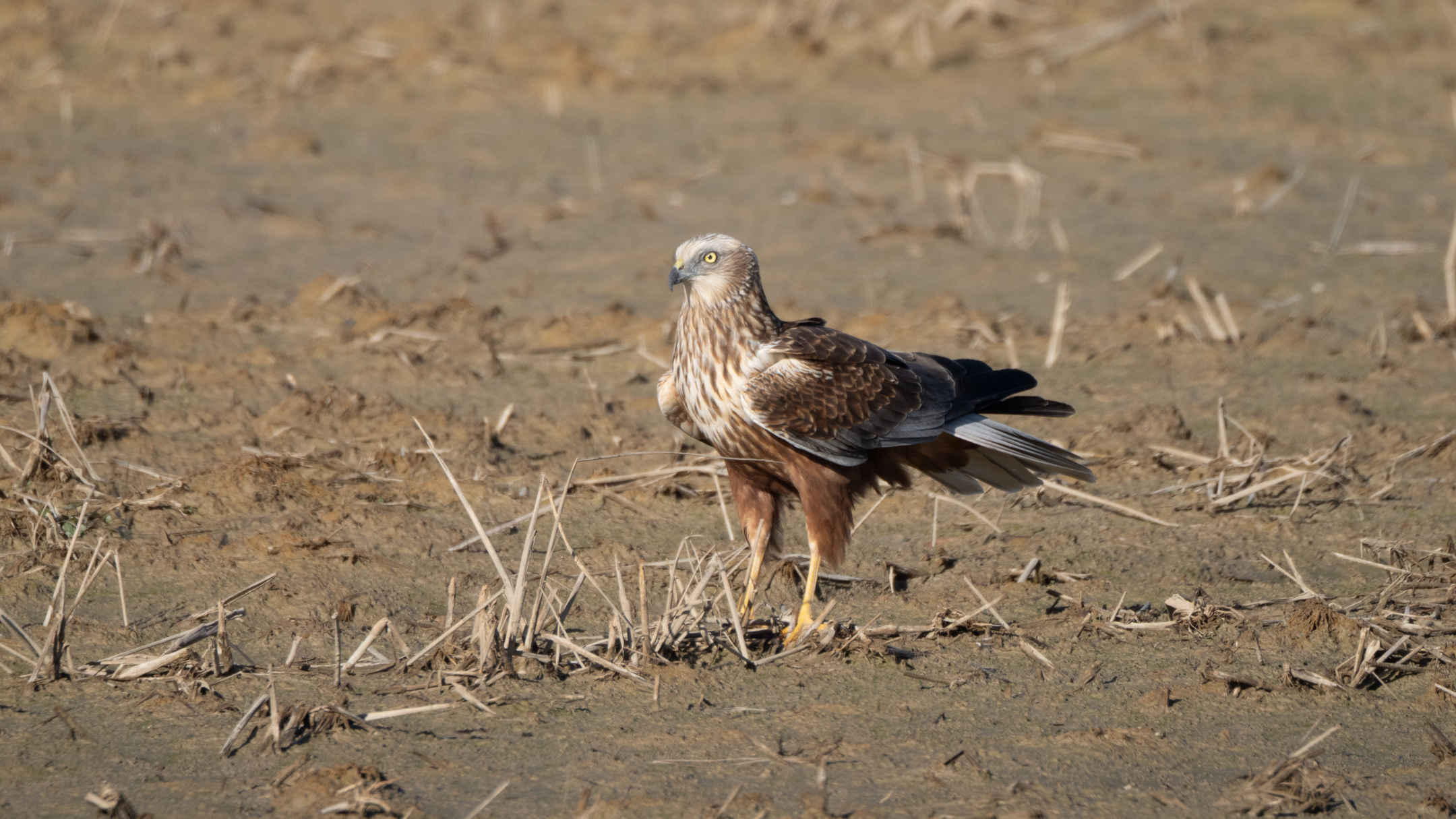 Aguilucho lagunero posado en un terreno agrícola en el Delta del Ebro