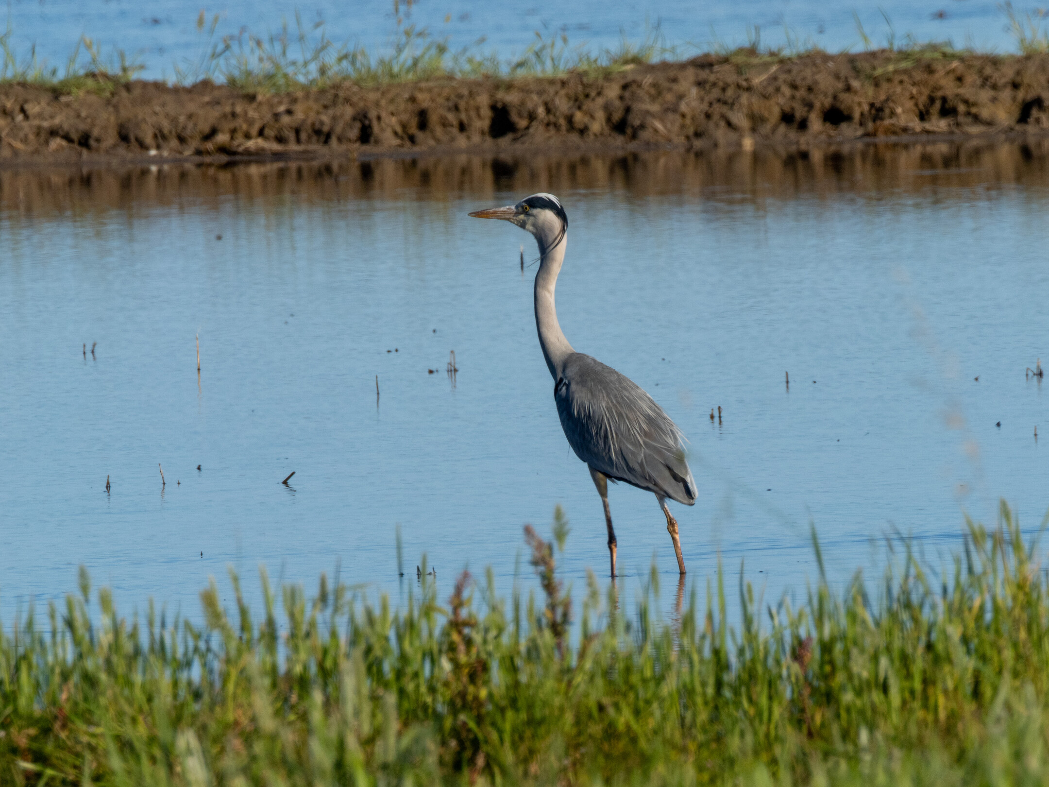 Garza real en el Delta del Ebro