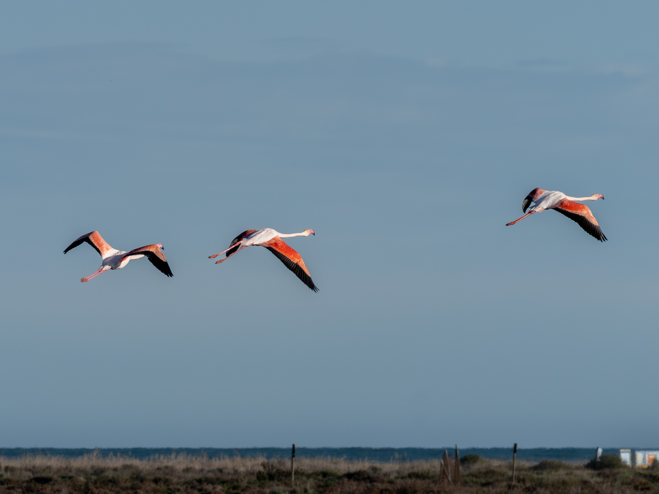 Flamencos en el Delta del Ebro