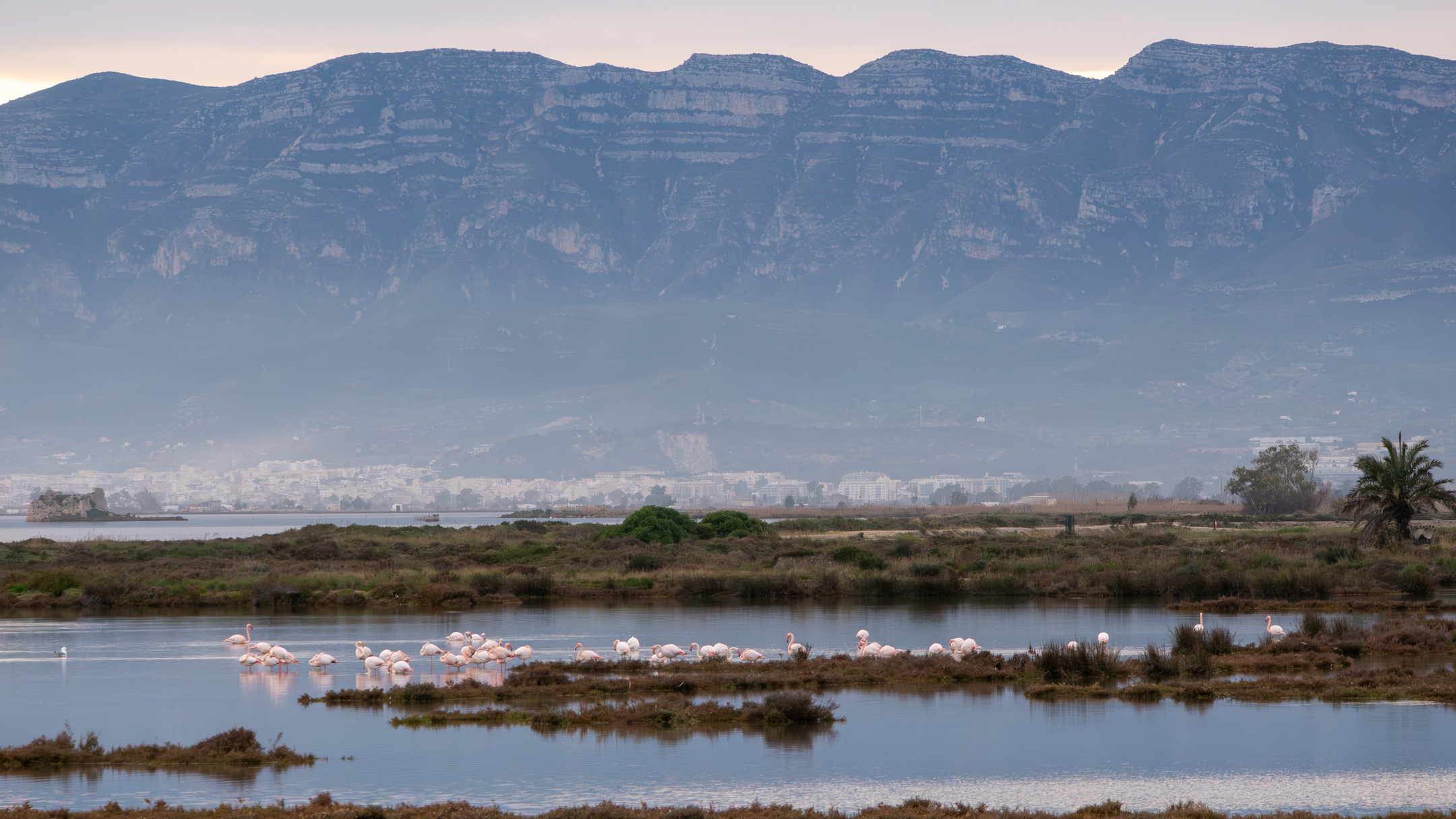 Flamencos en las Antiguas Salinas de Sant Antoni en el Delta del Ebro. Al fondo, Sant Carles de la Ràpita