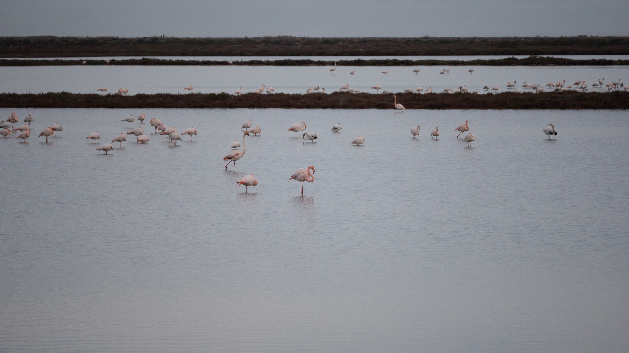 Flamencos en la laguna de la Tancada en el Delta del Ebro