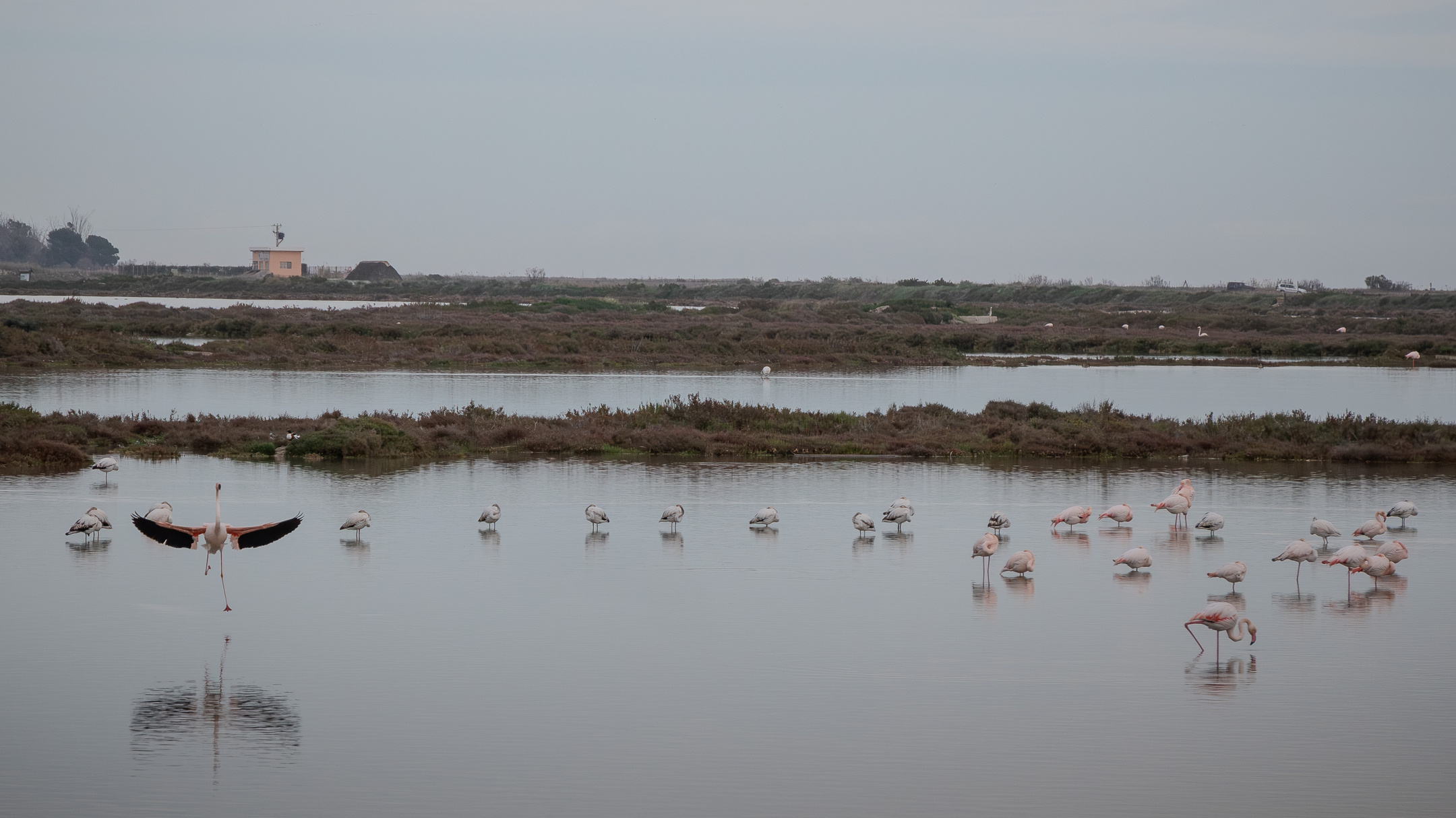 Flamencos en la laguna de la Tancada en el Delta del Ebro
