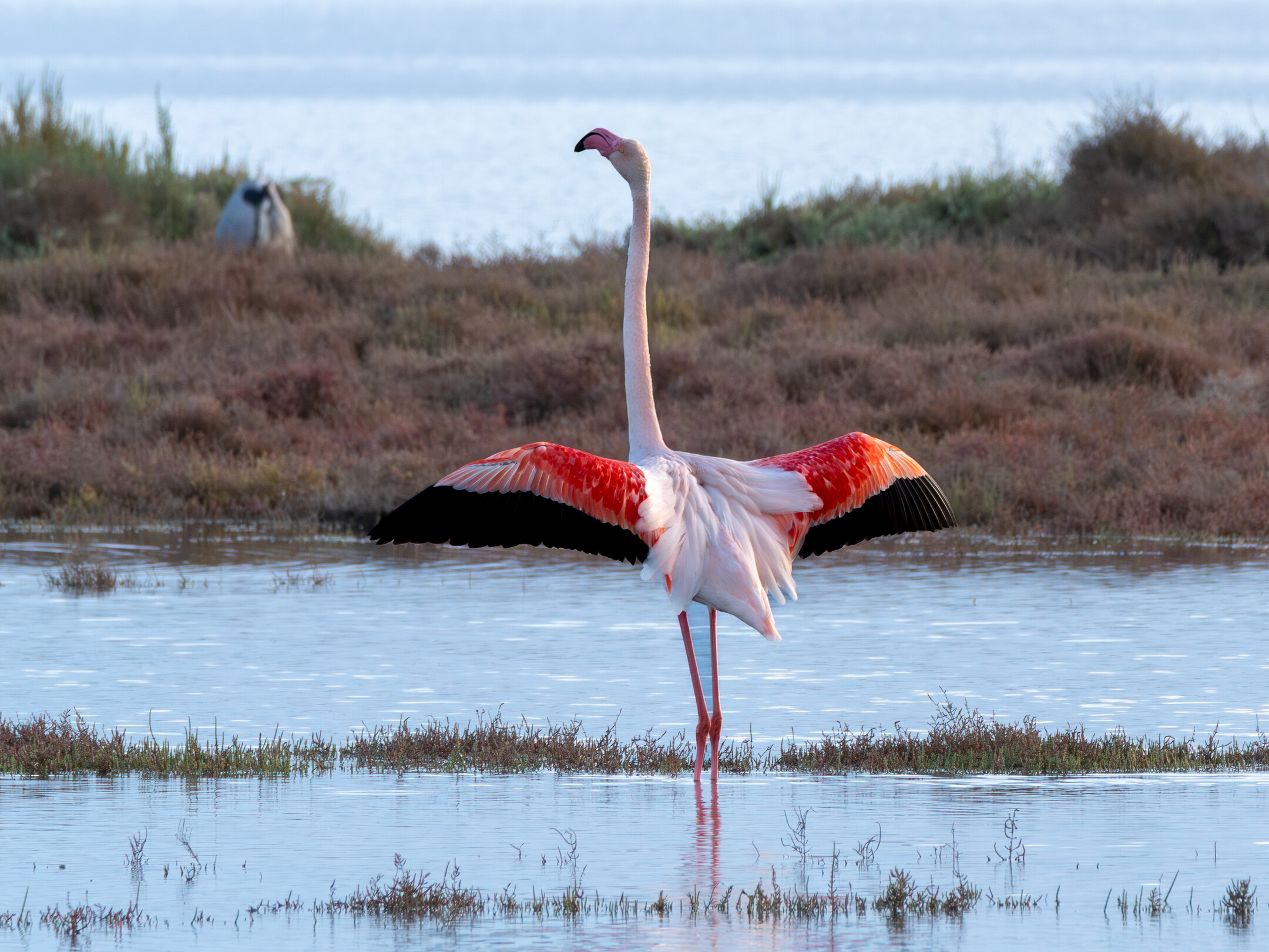 Flamenco en la laguna de La Tancada en el Delta del Ebro