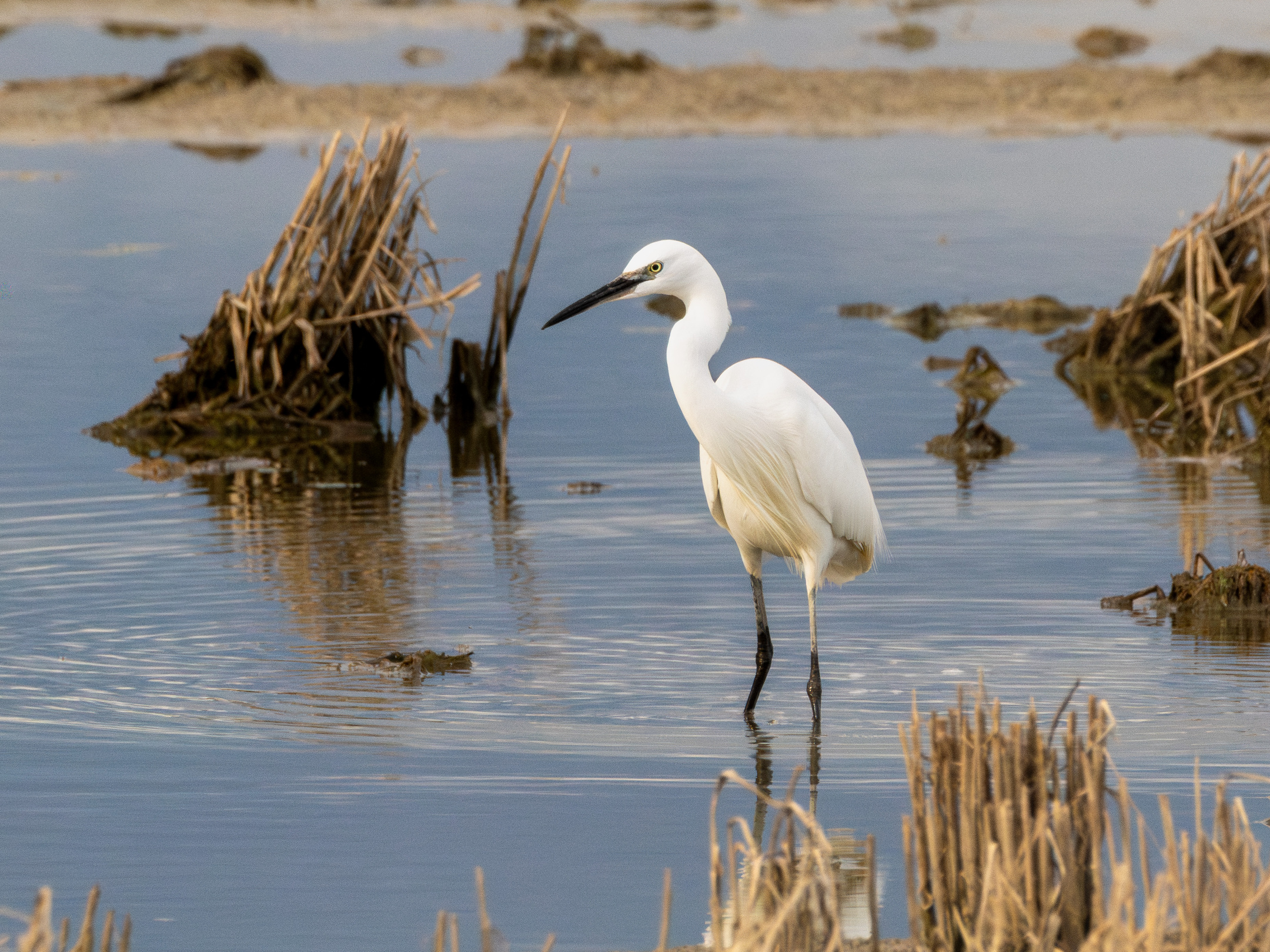 Garceta común en el Delta del Ebro