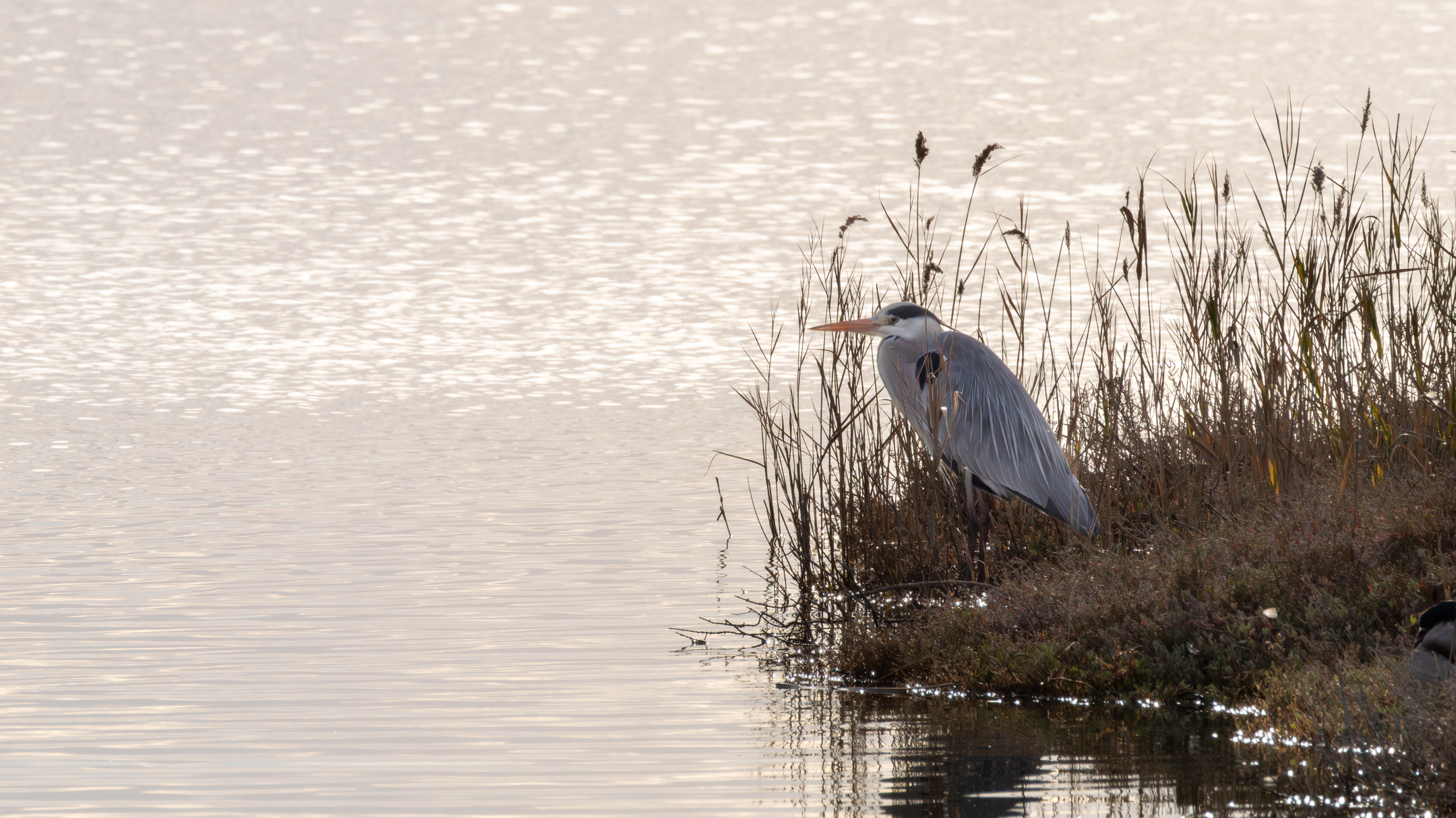 Garza real en el Delta del Ebro