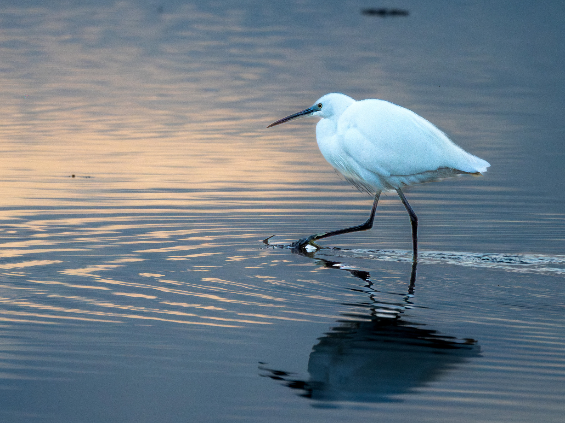 Morito común en el Delta del Ebro