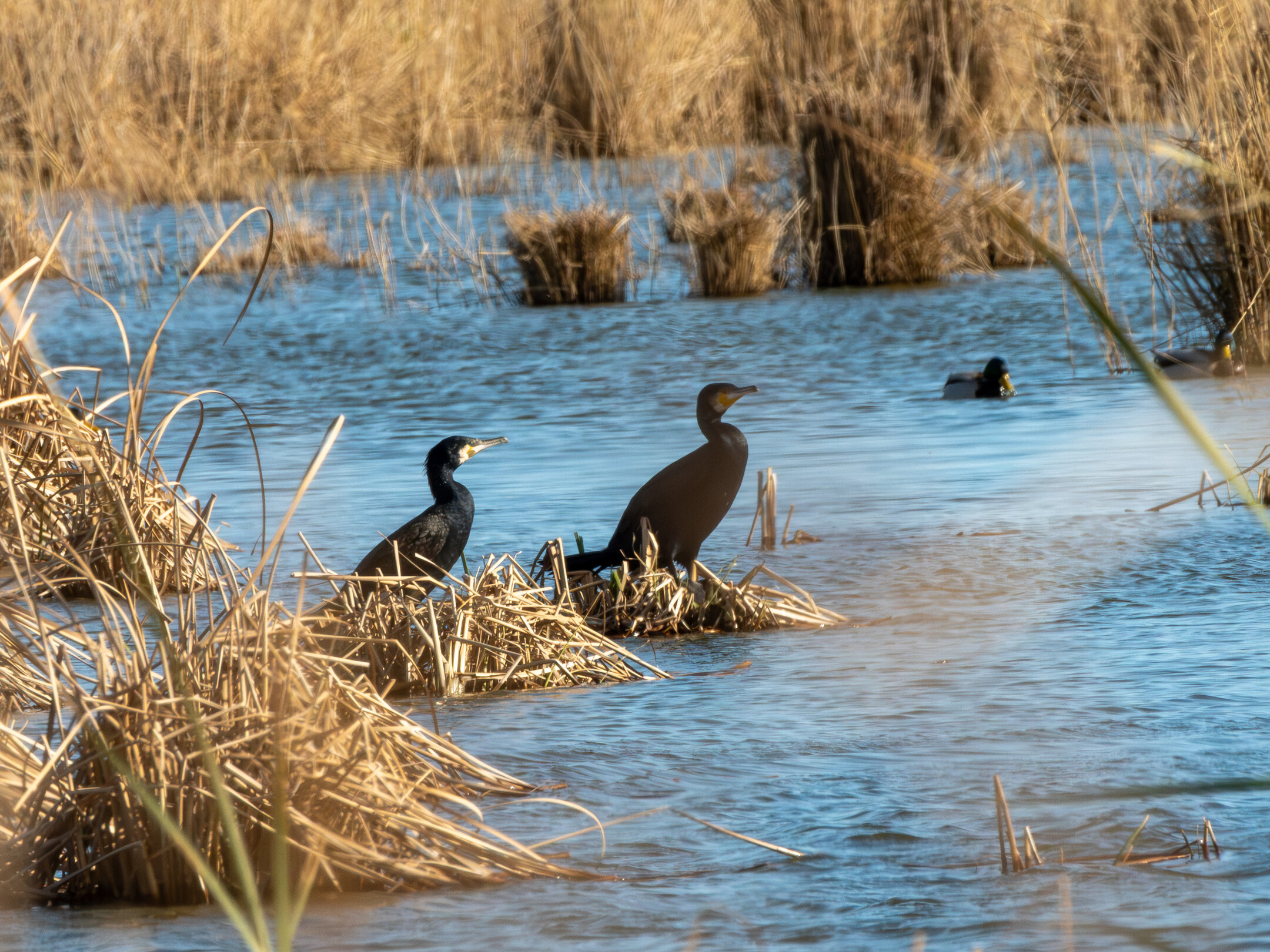 Cormoranes en la bassa de les Olles en el Delta del Ebro