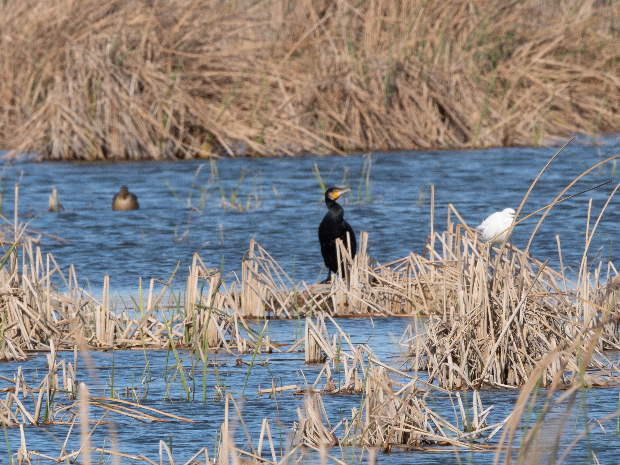Cormorán en la bassa de les Olles en el Delta del Ebro