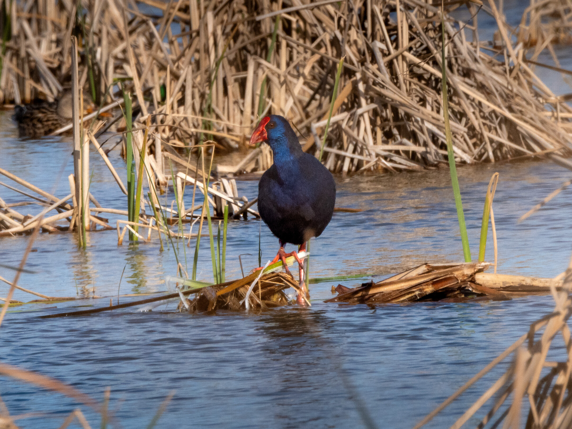 Calamón común en el Delta del Ebro