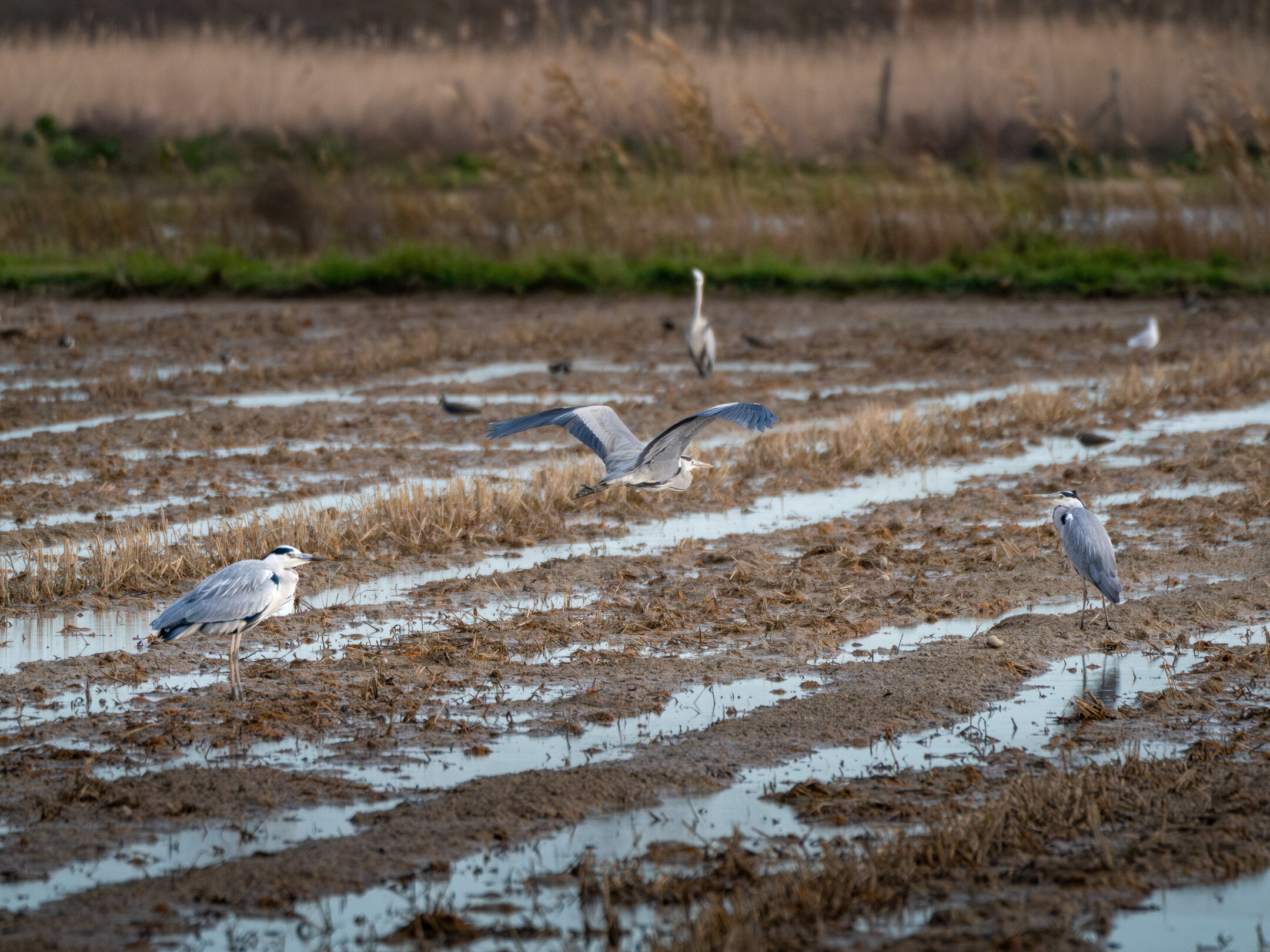 Garzas reales en un arrozal en el Delta del Ebro
