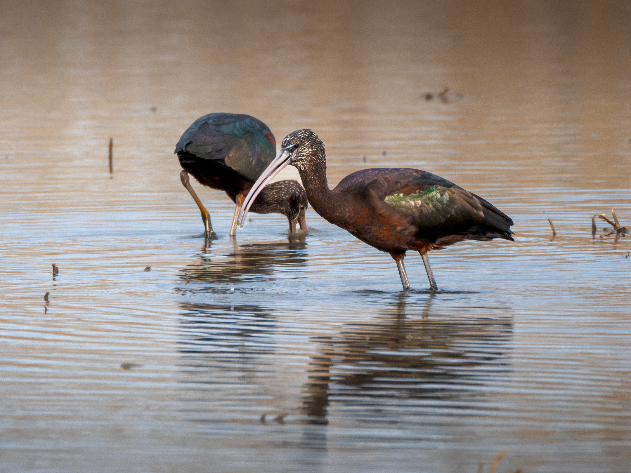Moritos comunes en un arrozal en el Delta del Ebro