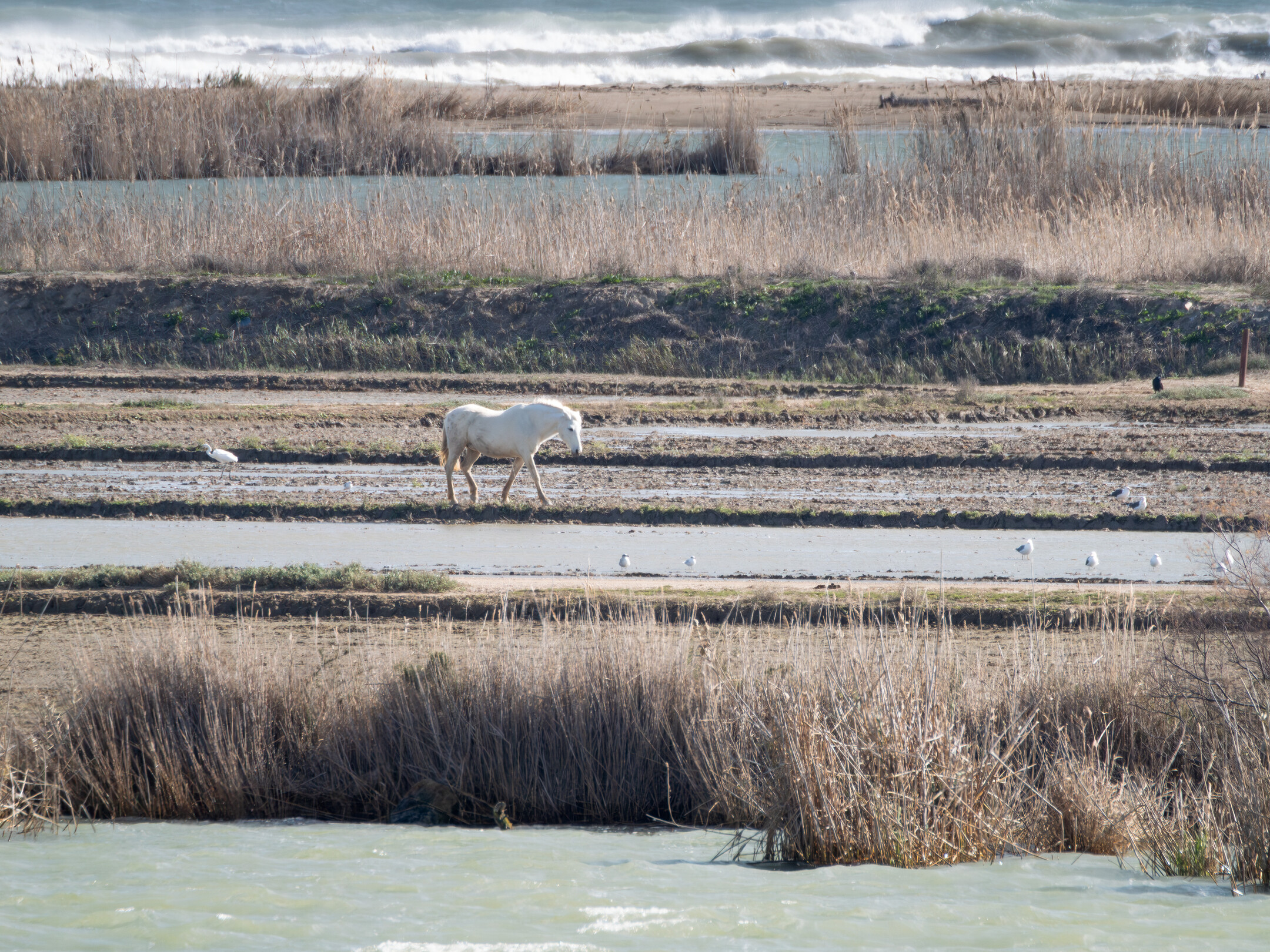 Caballo de Camarga en la Isla de San Antonio en el Delta del Ebro