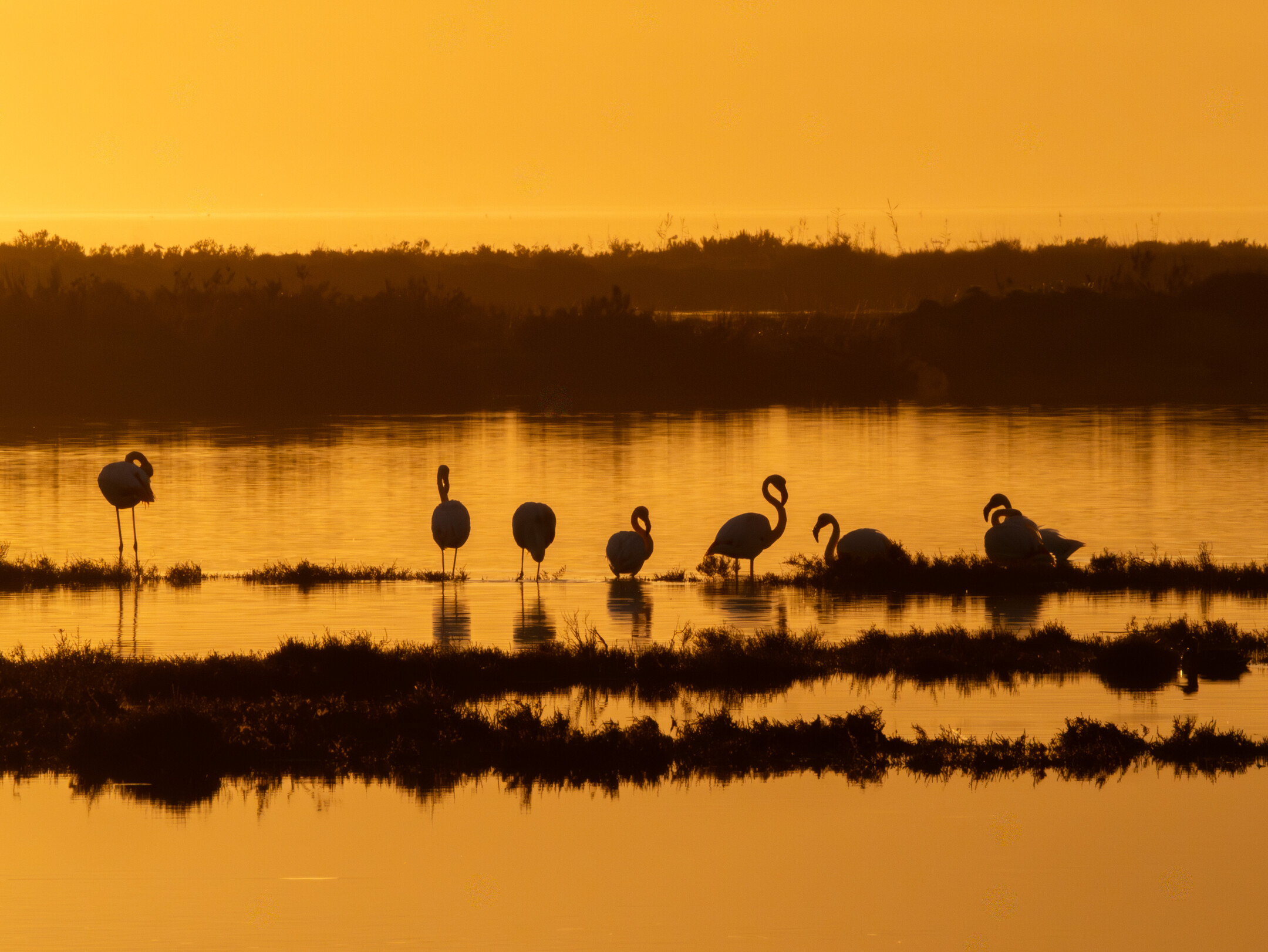 Flamencos al atardecer en la laguna de la Tancada en el Delta del Ebro