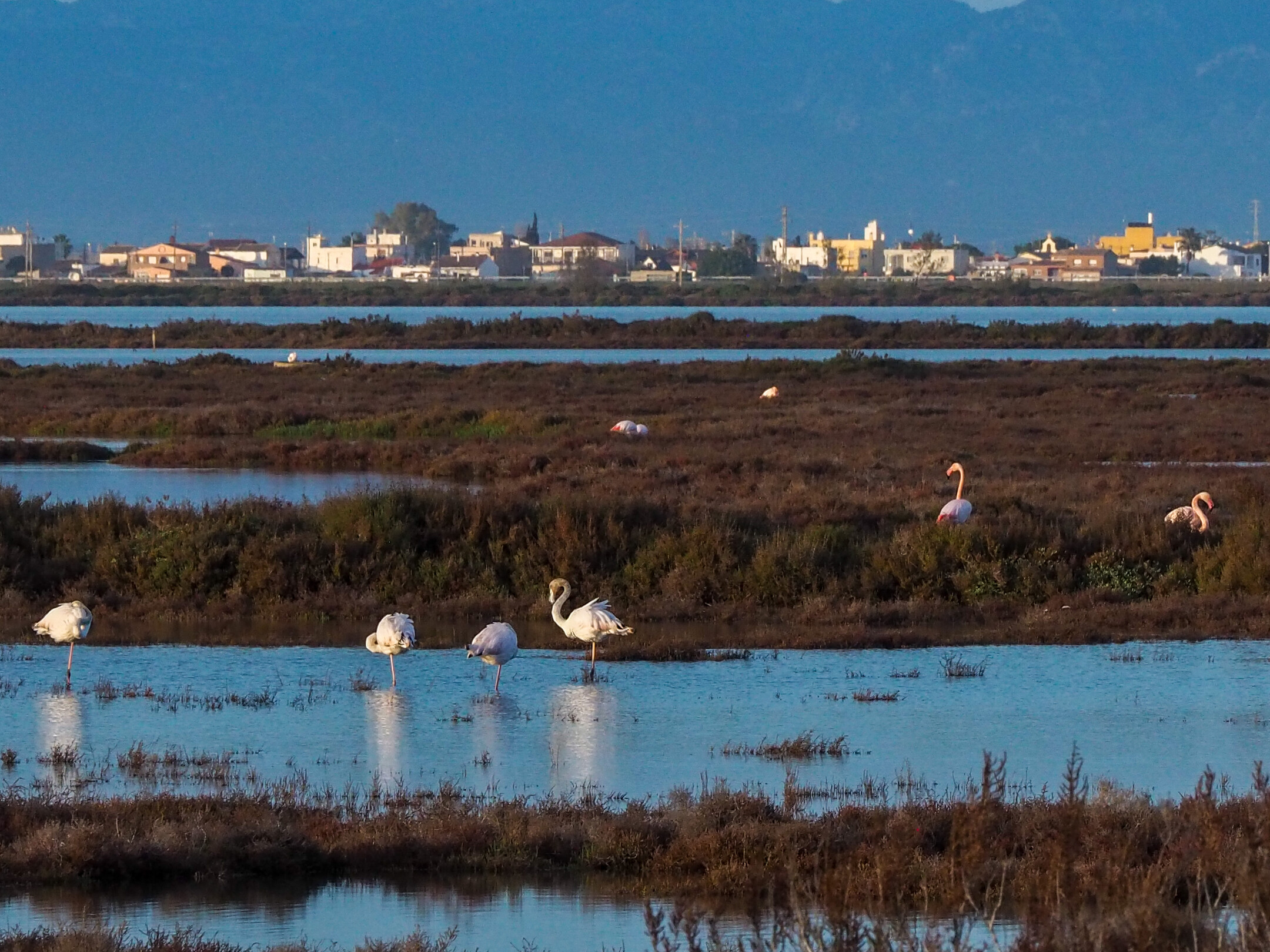 Flamencos en las antiguas salinas de San Antonio en el Delta del Ebro