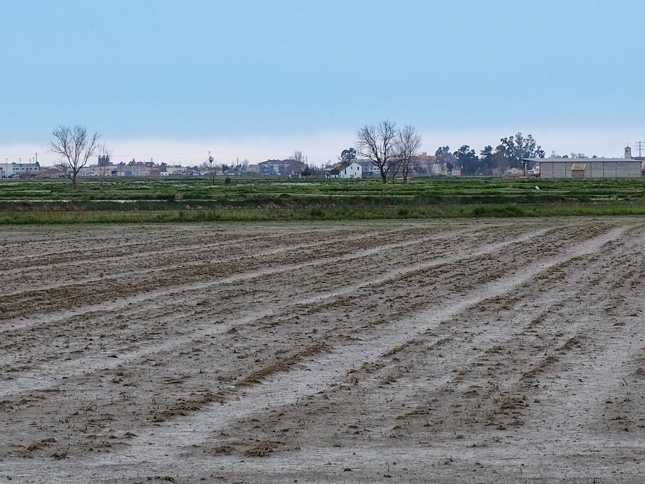 Arrozal seco en el Delta del Ebro