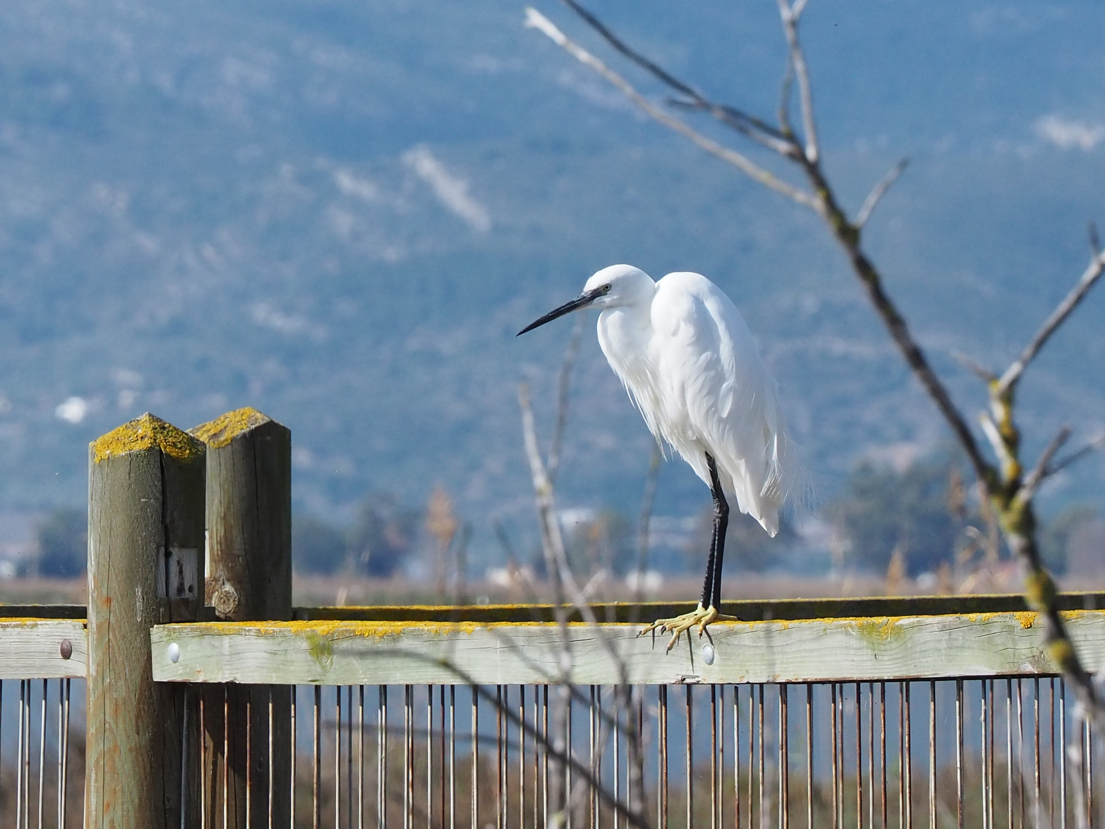 Garceta común en la laguna de la Encanyissada en el Delta del Ebro