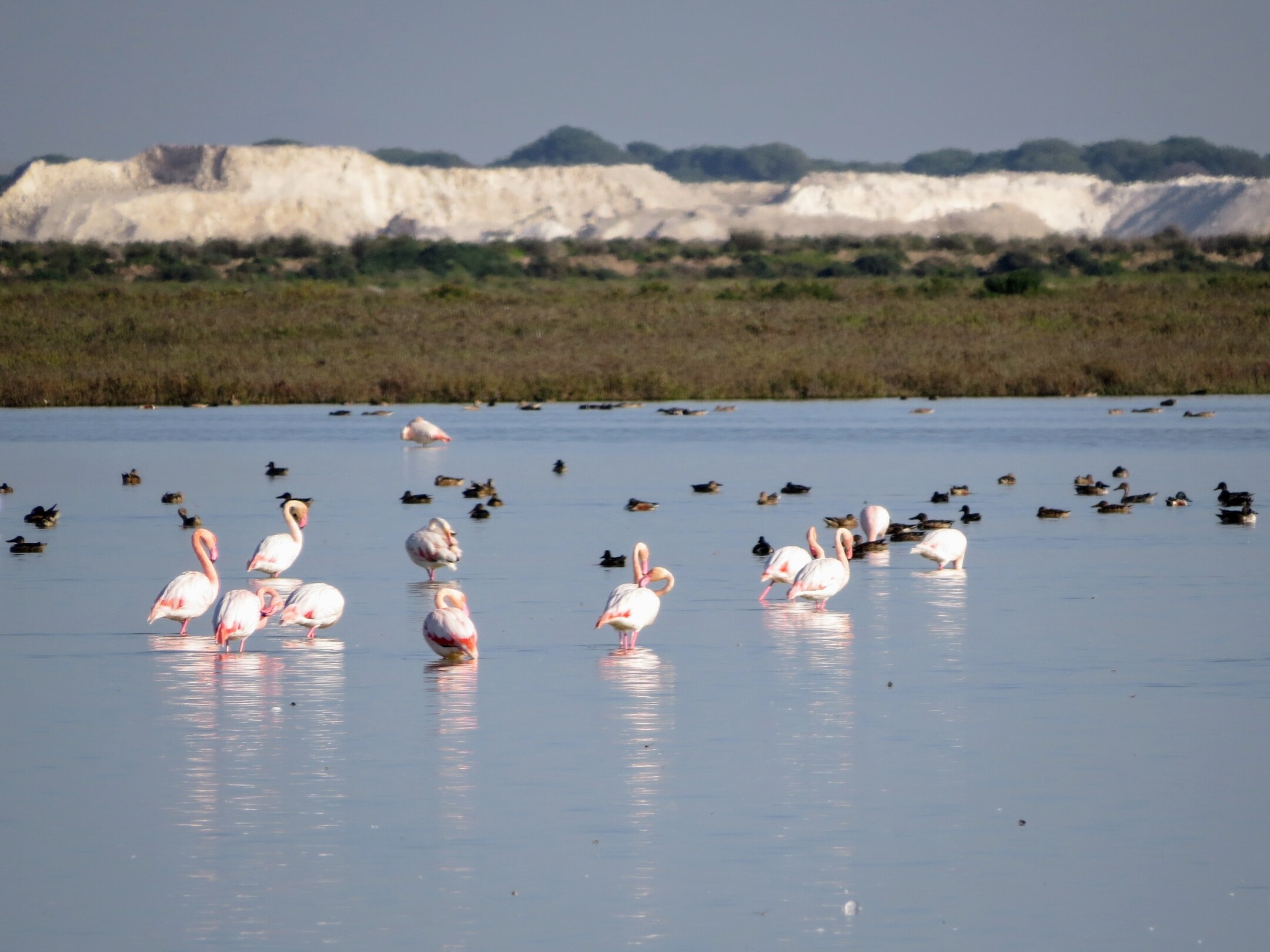 Flamencos en la marisma de Doñana