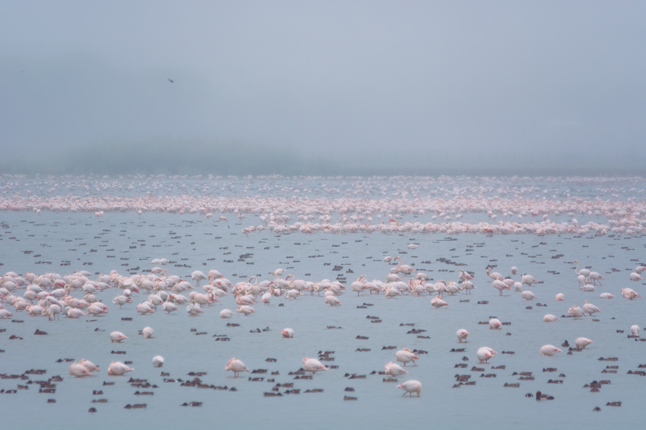 Invernada de aves en un año de buena inundación de la marisma de Doñana