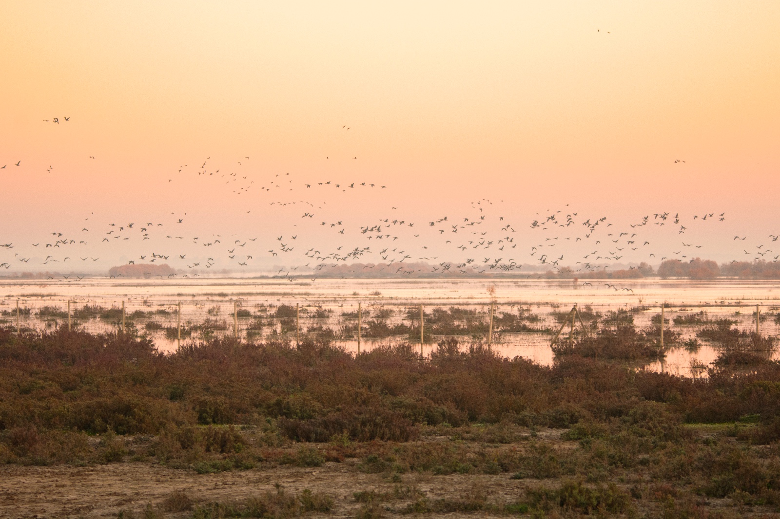 Grupo de ánsares en vuelo en el caño del Guadiamar en Doñana