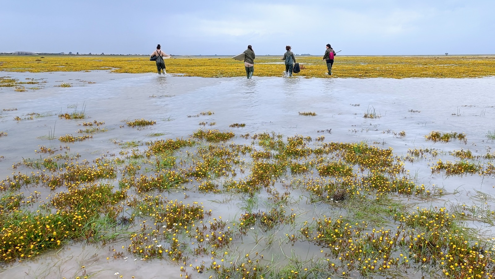 Personal técnico de la ICTS Doñana realizando muestreos en la marisma