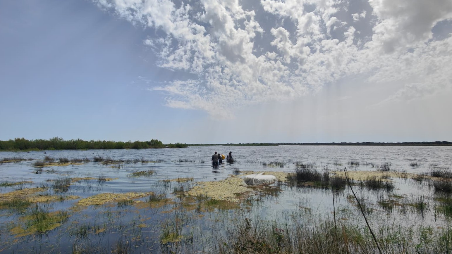 Personal técnico de la ICTS-Doñana realizando muestreos en la laguna de Santa Olalla