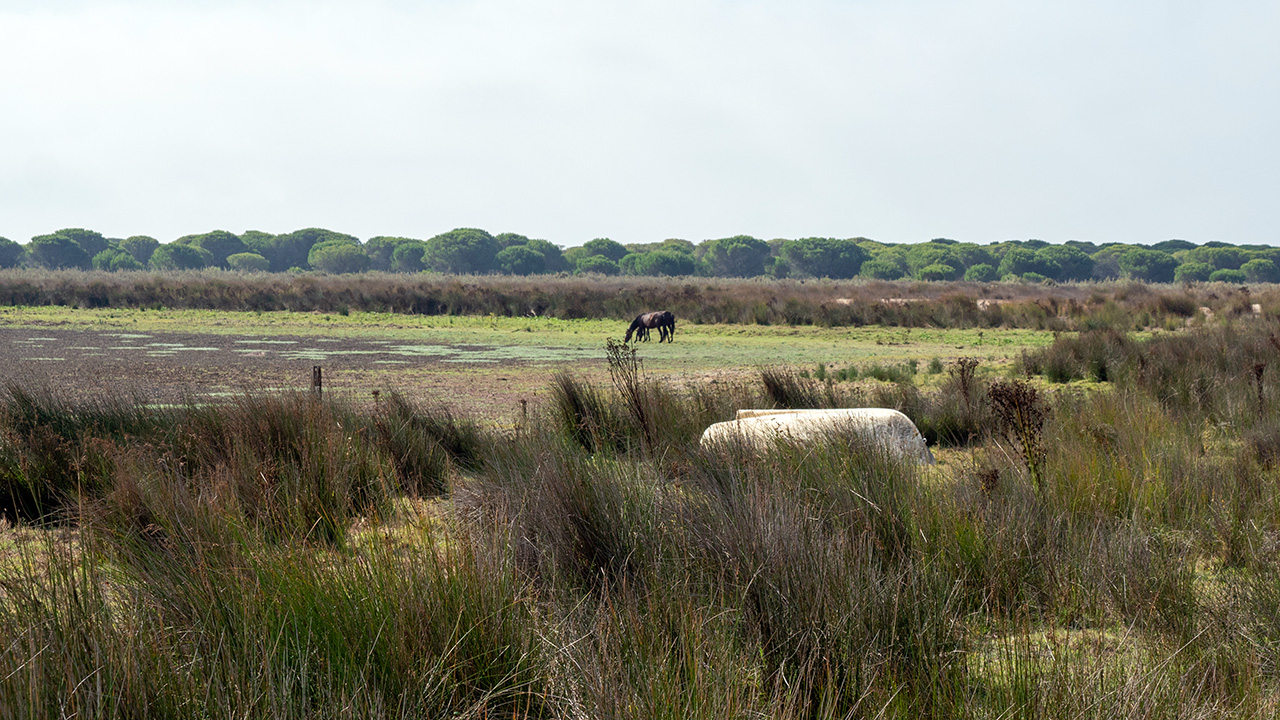 La laguna permanente de Santa Olalla en Doñana estaba seca a finales de verano de 2022.