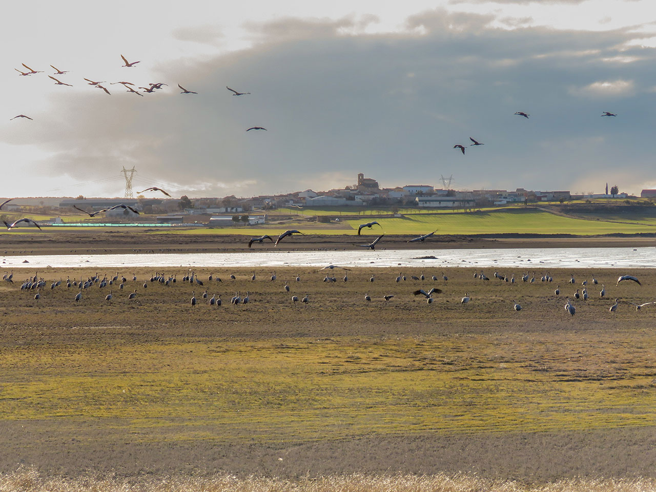 Grullas en la laguna de El Hito en
        diciembre de 2022